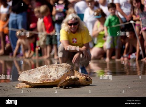A Rehabilitated Loggerhead Sea Turtle Released Back To The Ocean By The