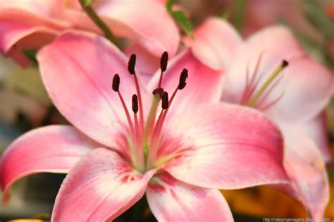 ♥ MIL E UMA IMAGENS♥ : Flores...flores...lindas flores.