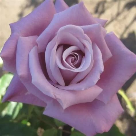 Hybrid Tea Purple Waltz Time Discrete Fragrance Roses Online