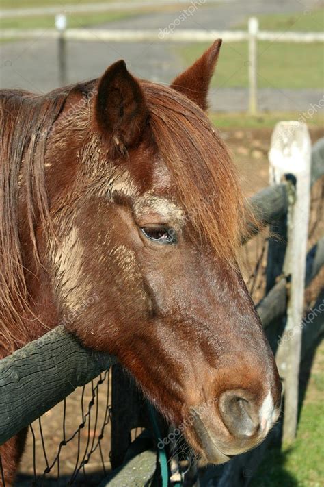 Chestnut Horse Stock Photo By ©njnightsky 4600403