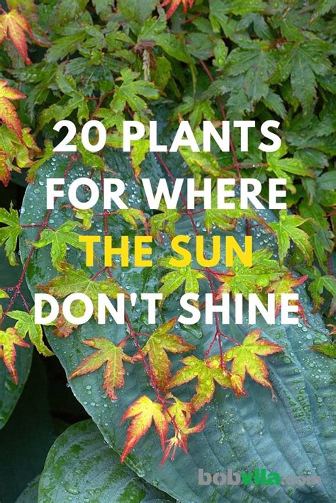 Shade Plants 20 Plants That Dont Need Sun Bob Vila