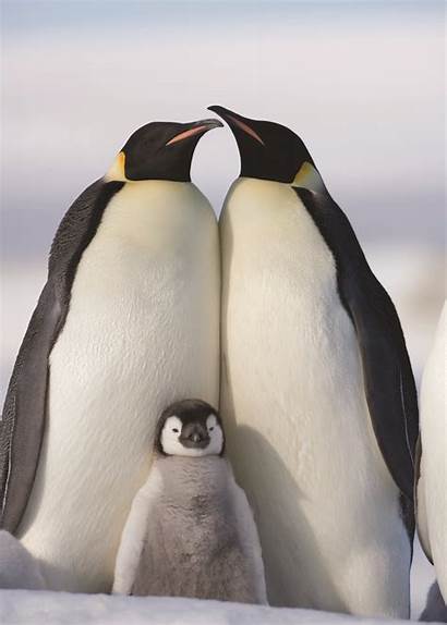 Penguins Penguin Adopt Adoption Iphone Gift Wallpapers