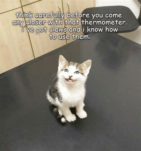 Take Care Mrvet Best Cat Memes Funny Cat Memes Funny Cats