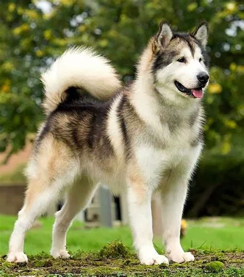 อลาสกัน มาลามิวท์ (Alaskan Malamute) | สาย