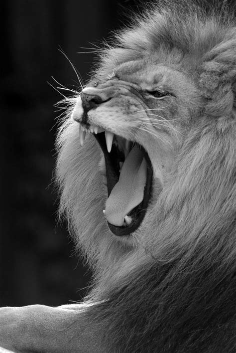 Lion Roar Black And White Photograph By Clint Buhler