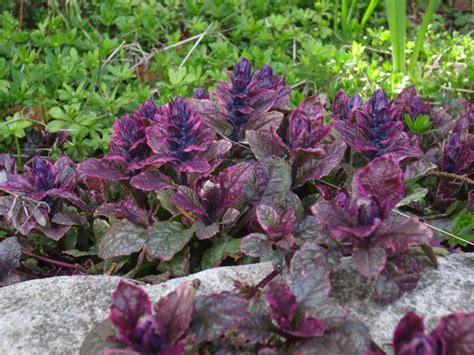 15 Best Evergreen Ground Cover Plants
