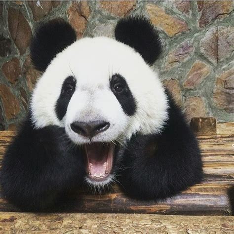 Cute Funny Panda Bear 💙💖💛💙💖💛 Panda Bear Panda Cute Panda