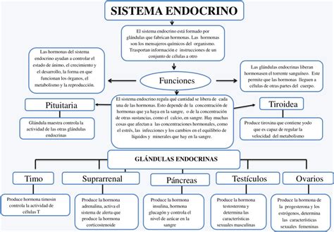 Mapas Conceptuales Del Sistema Endocrino Descargar