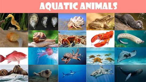 Learn Aquatic Animals For Kids Water Animals For Children Names Of