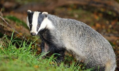 Poll Should The Slaughter Of Badgers Be Allowed To Continue