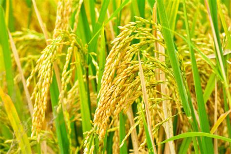 Rice Field Stock Photos Pictures And Royalty Free Images Istock
