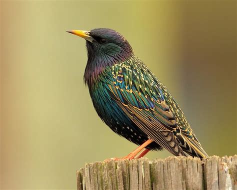 The main reasons for this are an abundance of discarded food and purposeful. European Starling | Flickr - Photo Sharing!