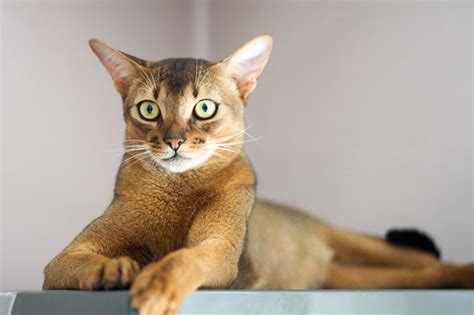 From ethiopia to the uk cat got in 1868. Abyssinian Cat Breed Information | Temperament & Health