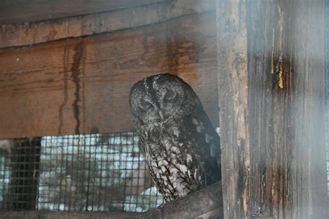 Tawny Owl Zoochat