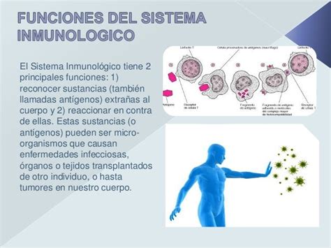Sistema Inmunologico