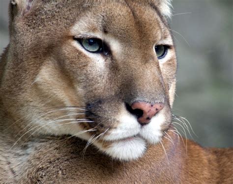 Wild Beautiful Puma Cougar Mountain Lion Big Cat Nature