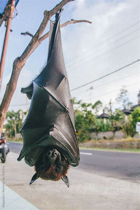Fruit Bat Or Flying Fox Pteropus Vampyrus Hanging Of A Branch By Alejandro Moreno De Carlos