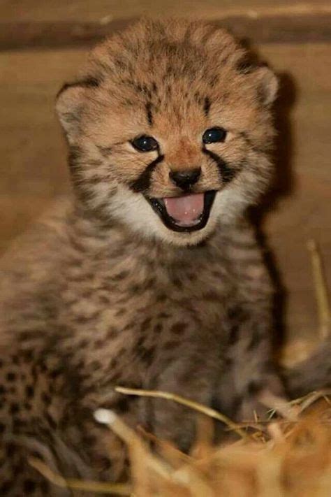 Laughing Baby Cheetah Cubs Baby Cheetahs Cute Animals