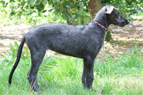 Deerhound Dog Breeds Facts Advice And Pictures Mypetzilla Uk