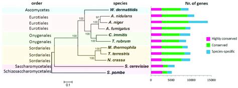 Comparison Of The Gene Conservation And Their Phylogenetic Proximity