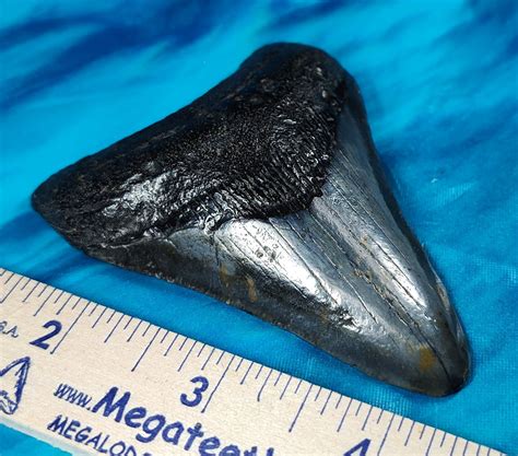 Awesome High Quality Megalodon Shark Tooth · L1 338 L2 328 · Megateeth