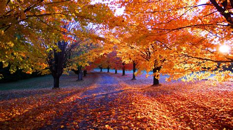 Free Red Nature Deciduous Autumn Full Hd Hdtv 1080p