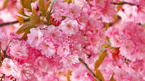 Sakura Flowers Background