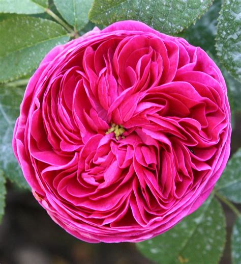 The rose changes the appearance quite strongly depending on the growing conditions. Il piccolo giardino di L.: Il caldo color porpora della ...