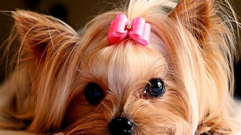 Yorkshire Terrier Baby Cute Puppy Wallpaper Pets Lovers