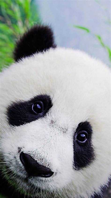 Panda Iphone Wallpaper Supportive Guru