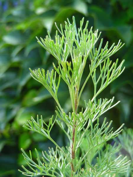 Colakraut ist gesund, wächst im eigenen garten und schmeckt nach cola. Eberraute - Kräuter - Küchenlexikon - Rezept Community ...