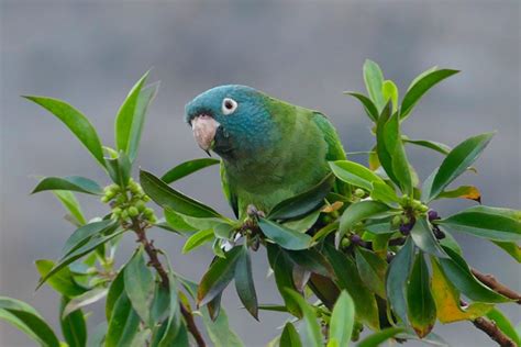 Blue Crowned Conure Traits History And Care With Pictures Pet Keen