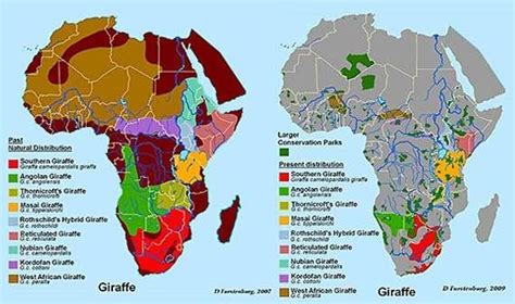 Mapping from pqf atomic apt queries to zebra internal register indexes. giraffe by species map - Google Search | Giraffe, Natural bridge, Map