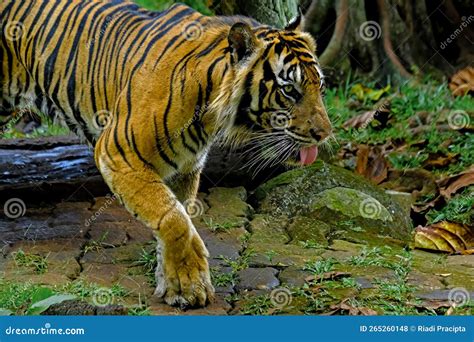 Sumatra Tiger In Zoo Stock Photo Image Of Nose Ground 265260148