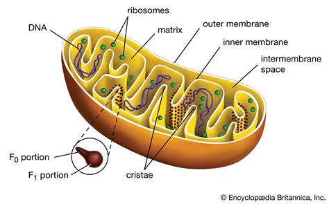 6 Cell Organelles Britannica
