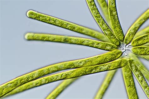 7 Major Types Of Algae