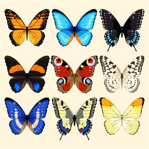 Mariposa monarca azul dibujo | Vuelo morpho azul brillante de la mariposa y mariposa monarca ...