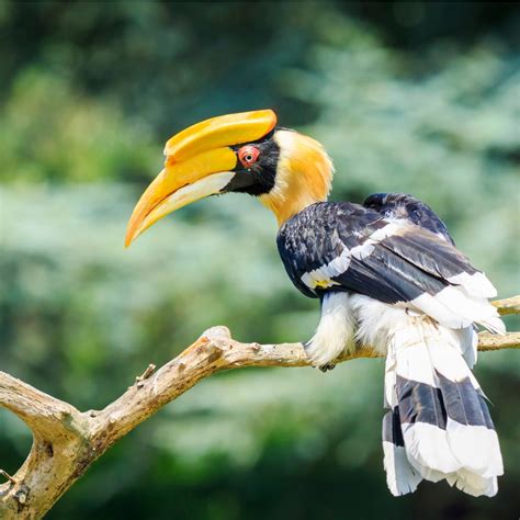 10 Facts About Hornbills The Bird Breed Thats Getting Online