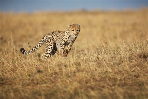 More African Savanna Animals By Teach Simple - vrogue.co