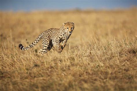 11 Animals That Live In The Savanna