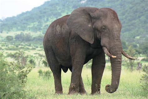 African Elephant Facts, Profile, Traits, Habitat, Tusk, Behavior