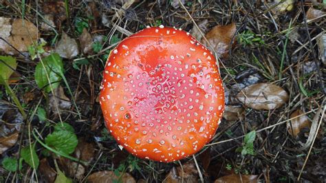 Amanita Muscaria The Ultimate Mushroom Guide