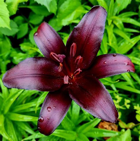 Lily Lilium Nightrider In The Lilies Database