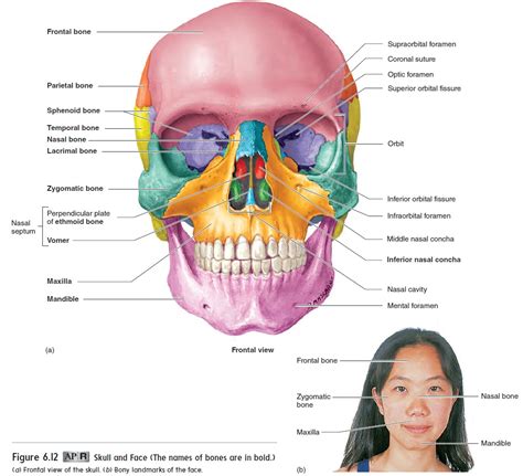 The skull is a bone structure that forms the head in vertebrates. How Many Bones In The Face And Head : Bones Of The Face Joi Jacksonville Orthopaedic Institute ...