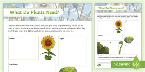 Ks2 Plants Needs To Grow Photosynthesis Worksheet Twinkl