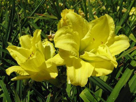 Hemerocallis Hybrids Double Yellow T Y Nursery
