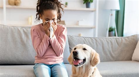 Do Allergy Shots Work For Dogs