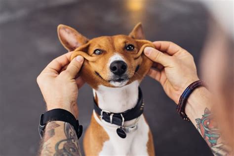Basenji Dog Breeds Big Ears