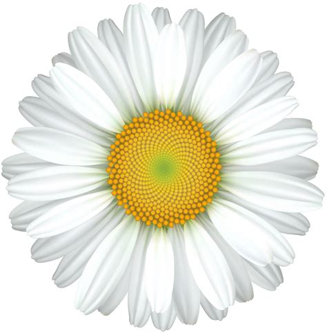 Free Svg Flower Daisy Svg 9566 Svg File