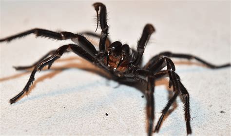 The pound for pound strongest spider venom known is that of hadronyche formidabilis. Spiders - Rockypest